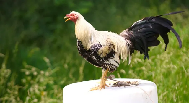 Cockfighting Events