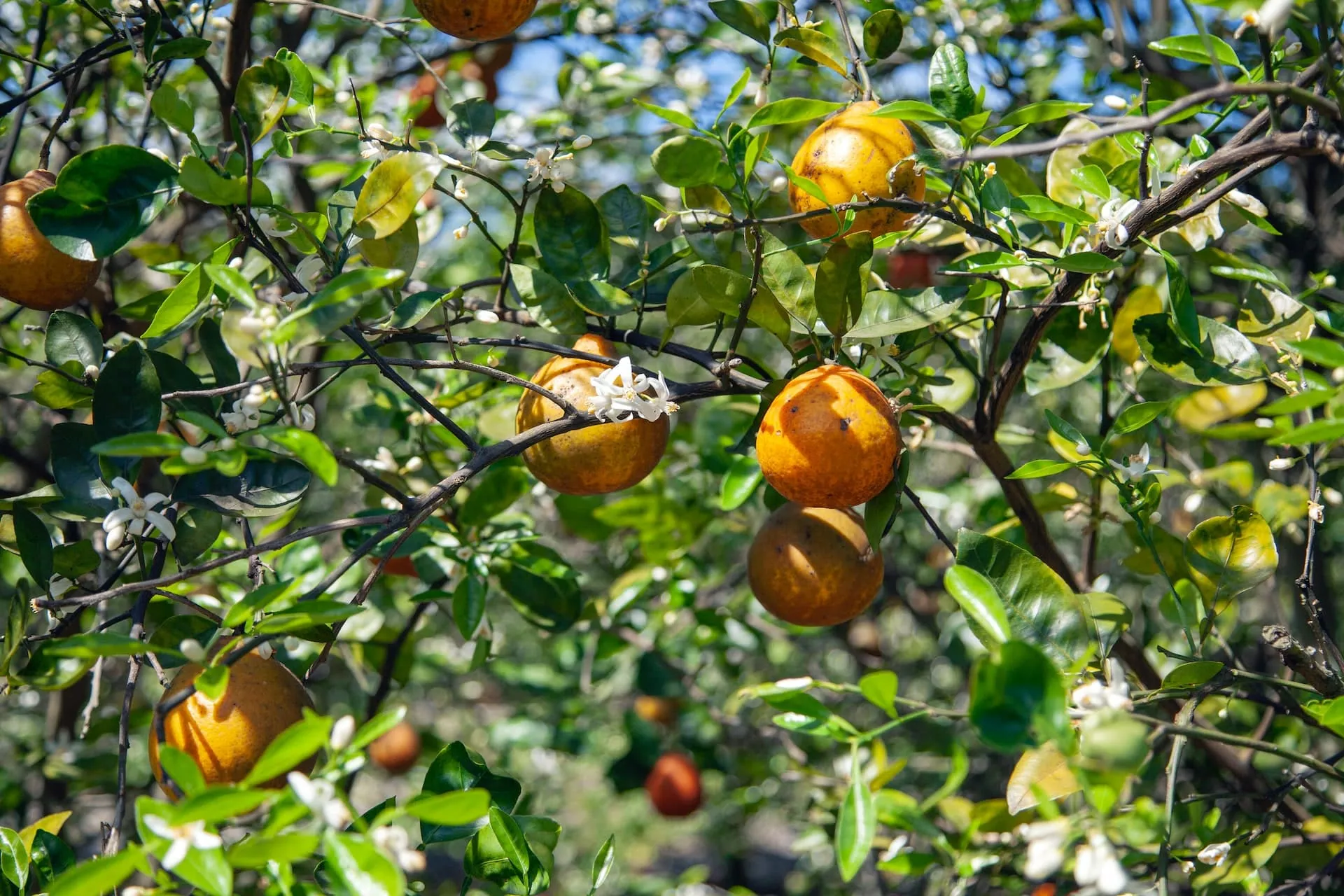 citrus trees photo by Tamara Malaniy on Unsplash