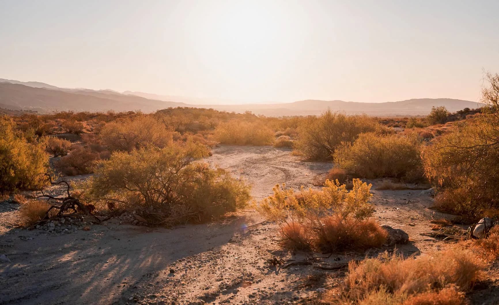 Desert X