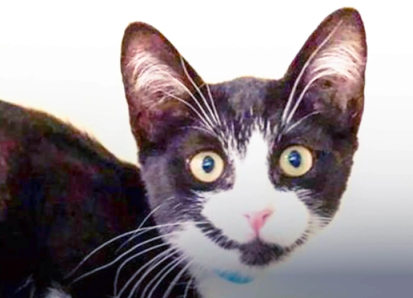 Cat Adoptions. Kitty Rescued.