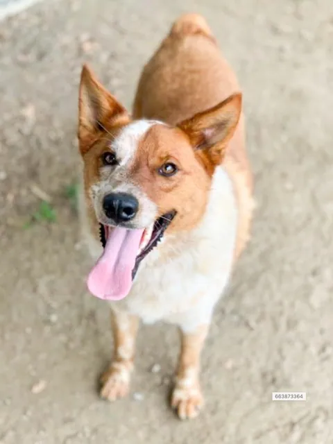 Brownie, a 1.5 year old, neutered male, brown and white Australian Cattle Dog mix at the Riverside Shelter Credit: RCDAS