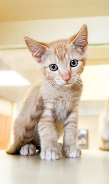 Fee Waivers. Cheeto, 5 month old, 2.4 pound, male domestic short hair. RCDAS