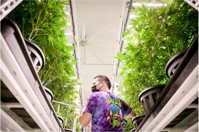California Cannabis Operators. A grower waters cannabis plants at the Pure Beauty growing site in Sacramento on Jan. 26, 2022. Credit: Miguel Gutierrez Jr., CalMatters