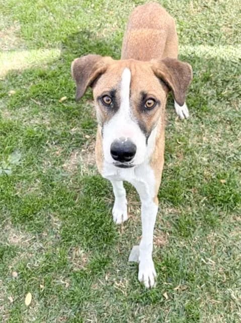 Newt, a 1 year old, 43 lb, German Shepherd Border Collie Mix at the San Jacinto Shelter Credit: RCDAS