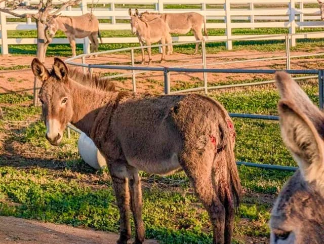 Wild Donkeys