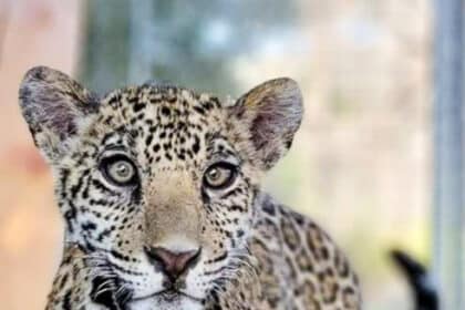 A Jaguar Cub