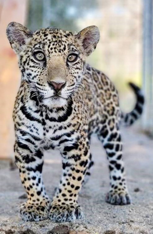 A Jaguar Cub