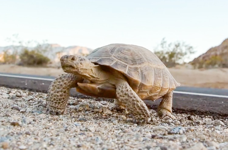 A Desert Tortoise crosses the road