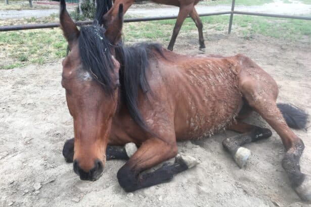 An emaciated brown horse