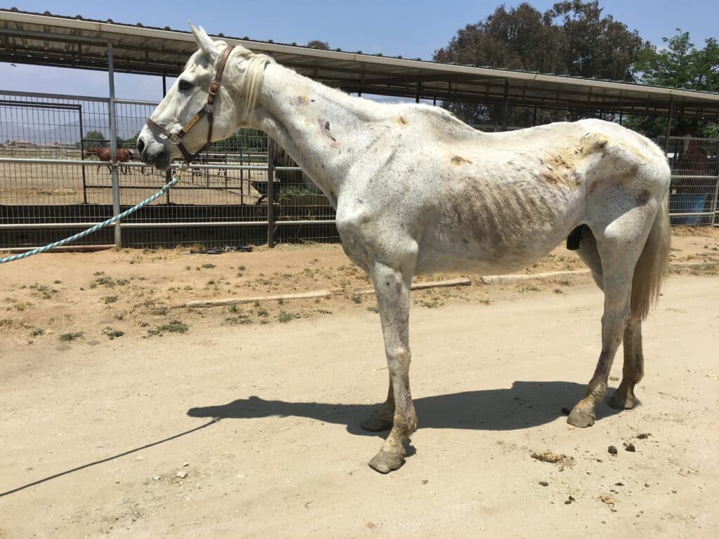 An emaciated white horse