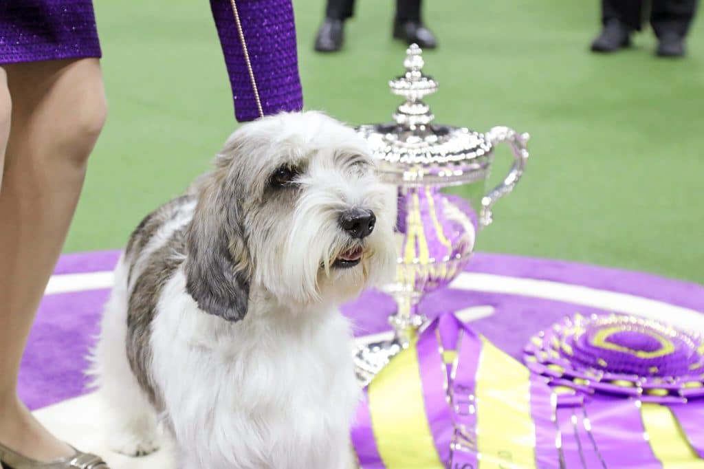 Palm Springs Pooch Buddy Holly and his handler, co-owner, Janice Hayes, celebrate his win over “Rum Dum” and 2500 other pups.

Credit: Westminster Kennel Club
