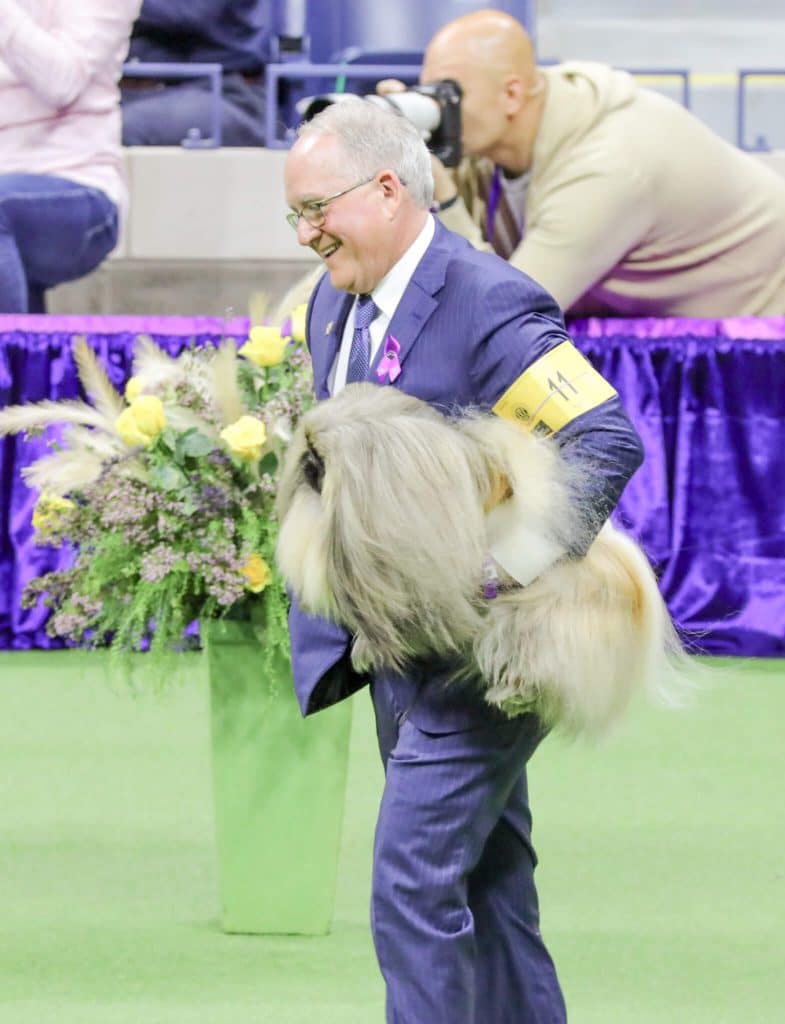 GCH CH Pequest Rum Dum, or "Rummie," was the runner-up.
Credit: Westminster Kennel Club
