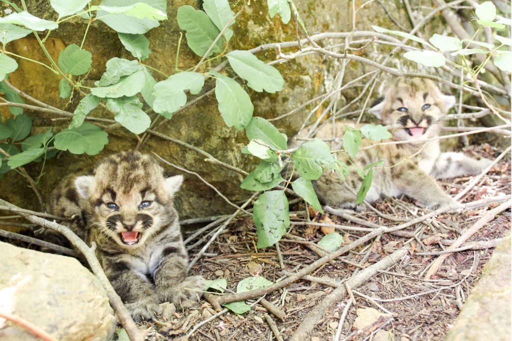 Mountain Lion cubs Los Angeles