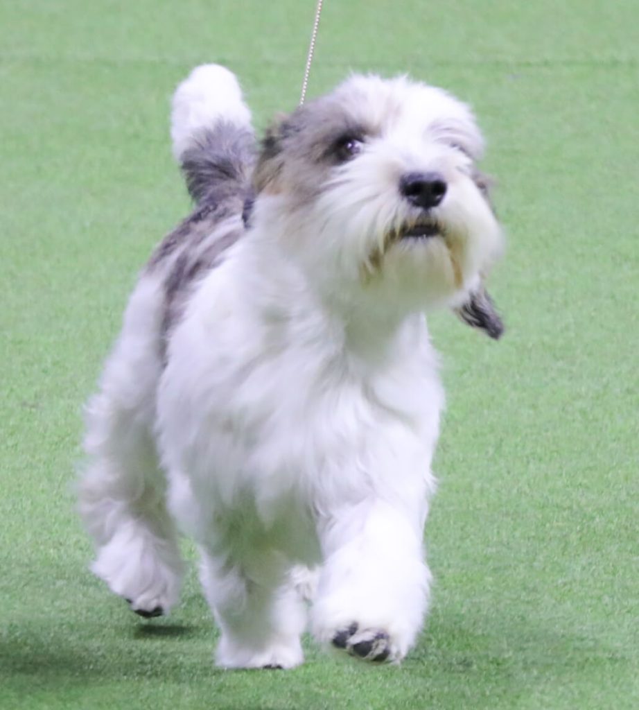 Buddy Holly Westminster Dog show