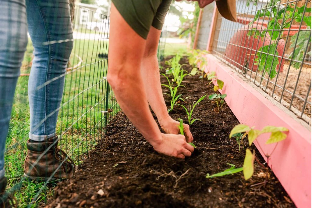 An employee plants sunflowers at Community First! Village in Austin, Texas. 
Credit: Photos by Jordan Vonderhaar for CalMatters
