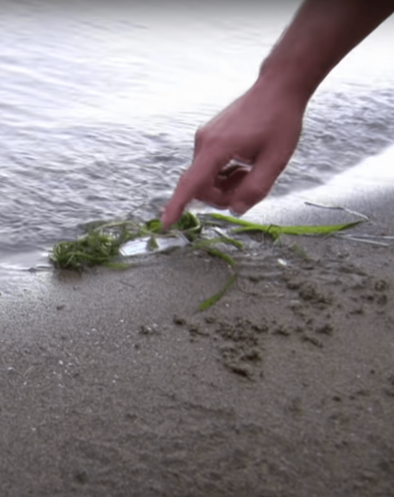 September 21. During the search for the remains of KAL 007, a Japanese searcher notices a personal identification card that washed up on the Pacific Ocean shore.