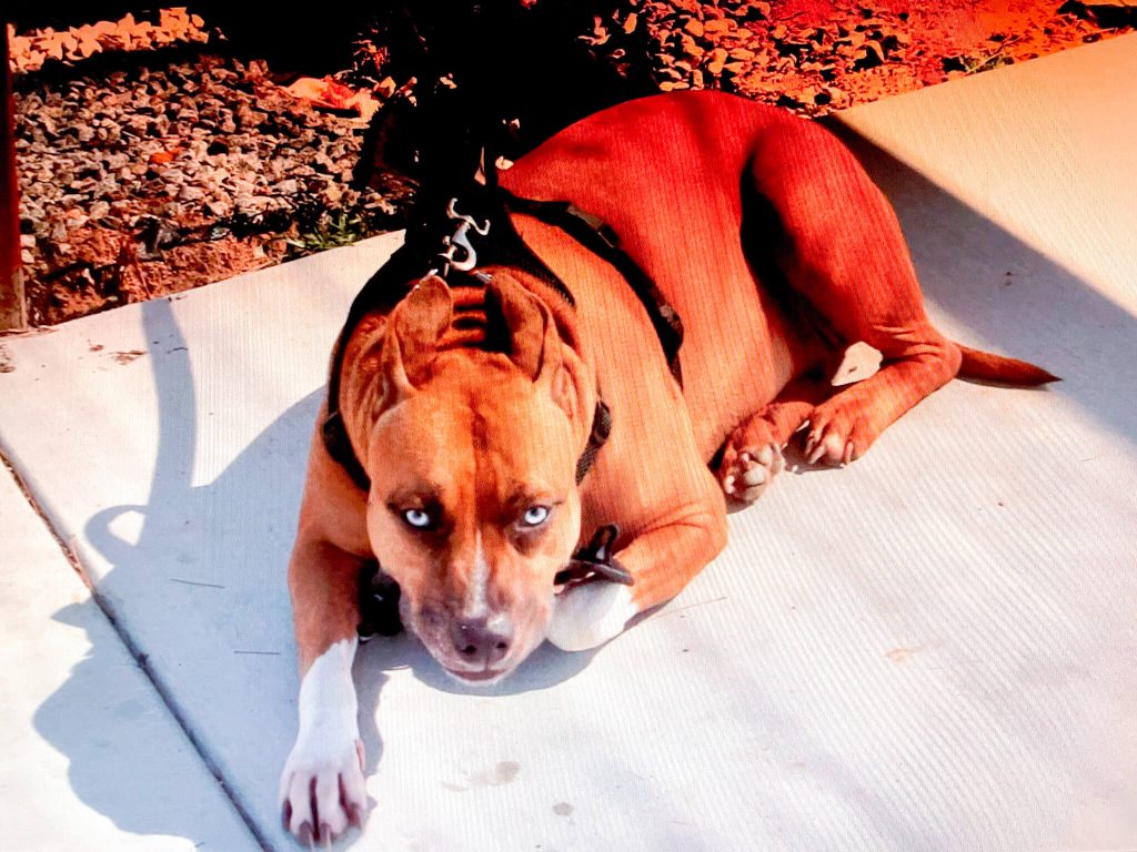 For the love of a pup. Stephen Huerta’s pup Sasha taking a break from her first day of training Credit: Photo by Don Ray