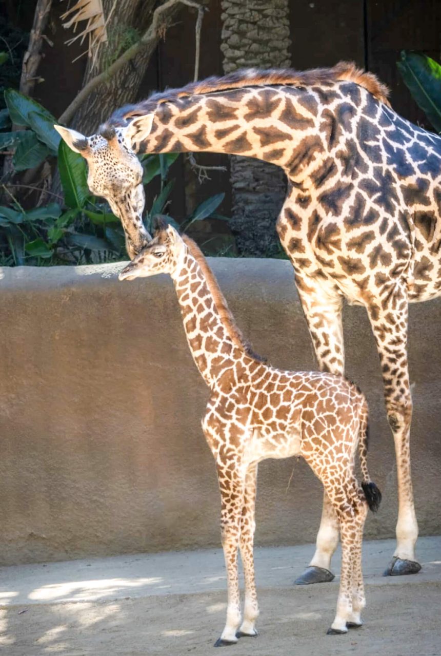 baby giraffe. Zainabu nuzzles with her newborn baby boy who was standing and walking 90 minutes after his birth. Credit: Los Angeles Zoo/Jamie Pham