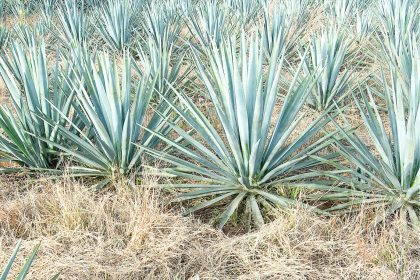 Tequila. Blue Agave