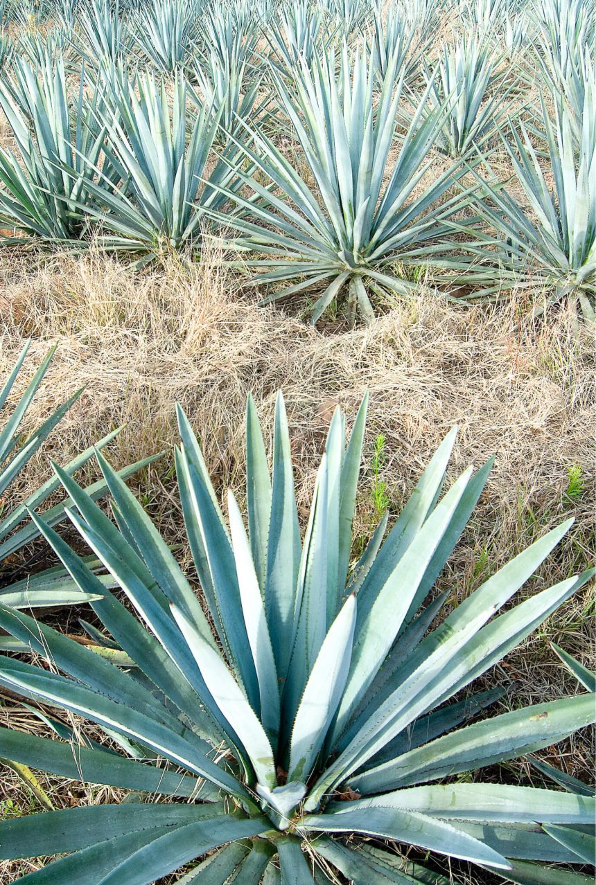 Tequila. Blue Agave