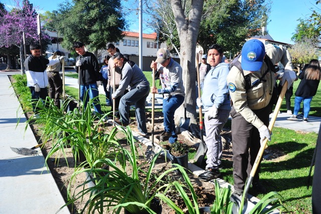 The City of Corona celebrated Arbor Day Saturday with approximately 140 volunteers planting trees and plants at the Corona Civic Center.
Credit: Photo by Jerry Soifer

