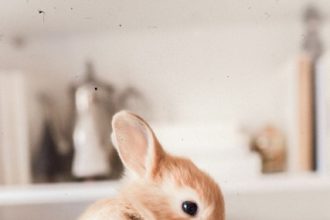 Easter Bunnies. Photo by Paige Cody on Unsplash