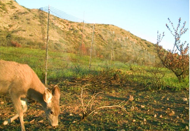 The Catalina Island Conservancy put up temporary barriers to protect rare and sensitive plants sprouting after the late-2021 fire. Grazing impact was already obvious by January 2022. Credit: CA Dept. of Fish & Wildlife