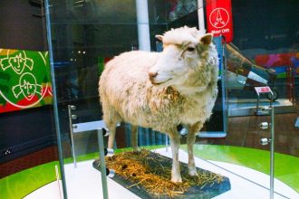 July 5. Mike Pennington / Dolly the sheep, National Museums of Scotland, Edinburgh