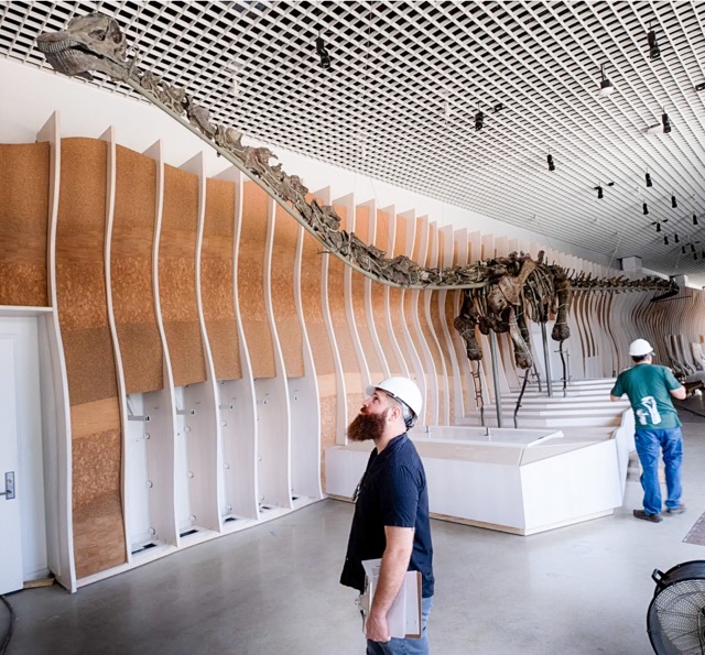 The nearly 80-foot-long Gnatalie is “not like anything else that I’ve ever seen,” paleontologist Matt Wedel says.