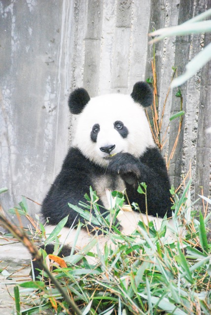 Pair of Giant Pandas. Photo by Laura The Explaura via Pexels.com