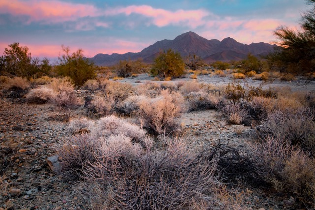 Chuckwalla National Monument. Dunefield off Wiley’s Well Road. Pink sand verbena and desert gold/desert sunflower. Photo by Bob Wick