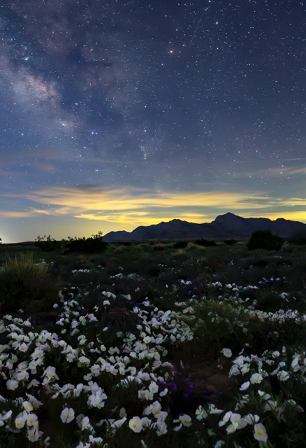 Chuckwalla National Monument. View of wildflowers and Mule Mountain at night. Photo by Bob Wick.