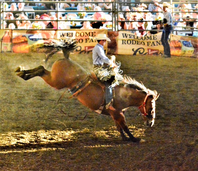 Norco Rodeo Returns. Norco Mounted Posse-Professional Rodeo Cowboys' Association Rodeo. Norco Rodeo. Will Reynolds during his bronc ride at the 2023 Norco Mounted Posse PRCA Rodeo at the George Ingalls Equestrian Event Center. The 2024 rodeo begins next Friday, August 23. Credit: Photo by Gary Evans