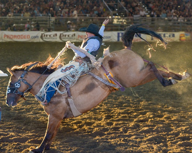 Tucker Bourdet, of Hollister, CA, rides a saddle bronc named "Miss Nancy'" to victory on Sunday, the final day of the 38th Norco Mounted Posse PRCA Rodeo at the George Ingalls Equestrian Event Center in that city. Bourdet took home $2,496 in prize money. Photo by Jerry Soifer