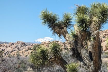 Joshua Trees in Peril