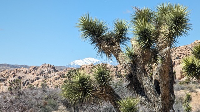 Joshua Trees in Peril