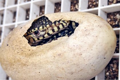 This photo provided by the Los Angeles Zoo shows one of two newly born perentie lizards at the zoo, Thursday, Dec. 12, 2024, in Los Angeles.  Credit: Jamie Pham/Los Angeles Zoo via AP