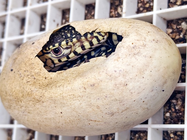 This photo provided by the Los Angeles Zoo shows one of two newly born perentie lizards at the zoo, Thursday, Dec. 12, 2024, in Los Angeles.  Credit: Jamie Pham/Los Angeles Zoo via AP