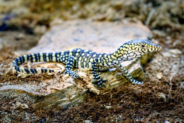 This photo provided by the Los Angeles Zoo shows one of two newly born perentie lizards at the zoo, Thursday, Dec. 12, 2024, in Los Angeles. (Jamie Pham/Los Angeles Zoo via AP)