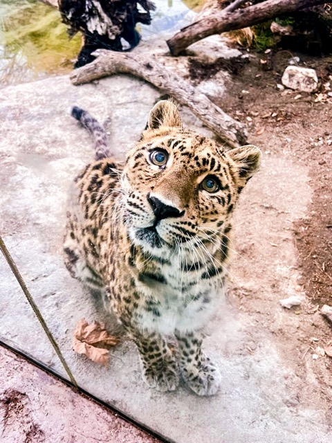 Critically Endangered Leopard Dies