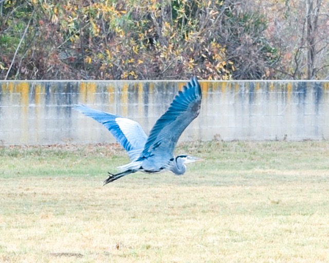 Featured Photos 01-03-2024. Photographer Jeremiah Soifer has caught this great blue heron in his lens annually at Christmastime at the Corona Municipal Airport. In a previous photo, when the bird granted Jerry a close-up as it perched on an airplane wing (the irony is not lost), it netted the photographer an honorable mention in the Aviation Week Magazine photo contest. As Jerry approached his old friend this year on Christmas Eve, the great blue took flight south of the hangars. Again, the irony is not lost.