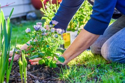 Right Plants. (c) DavidPrahl / iStock via Getty Images Plus