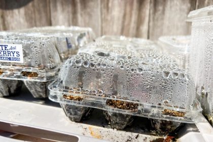 Upcycled Containers. This image provided by ReWild Long Island shows plastic egg cartons serving as miniature greenhouses for seedlings in East Hampton, New York. Credit: Gloria Frazee/ReWild Long Island via AP