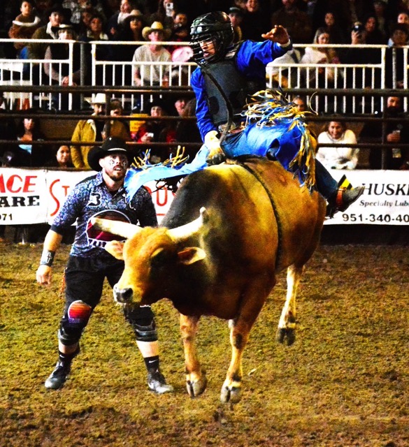 Rodeo Bull fighter Cole Bates (left) watches a contestant hang on during the Bull Riding contest Sunday afternoon at the Norco Rodeo.  Bates will distract the bull to protect the rider after he dismounts or gets thrown off. 