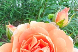 Pollen Allergies. This June 3, 2023, image provided by Jessica Damiano shows a rose bush in bloom. Roses are among the flowers least likely to cause seasonal allergy symptoms.  Credit: Jessica Damiano via AP