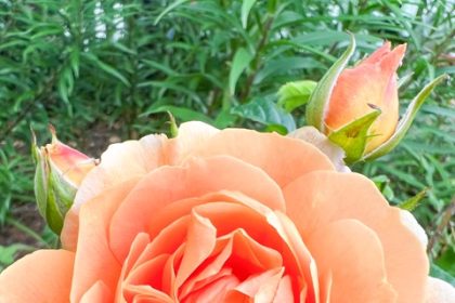 Pollen Allergies. This June 3, 2023, image provided by Jessica Damiano shows a rose bush in bloom. Roses are among the flowers least likely to cause seasonal allergy symptoms.  Credit: Jessica Damiano via AP