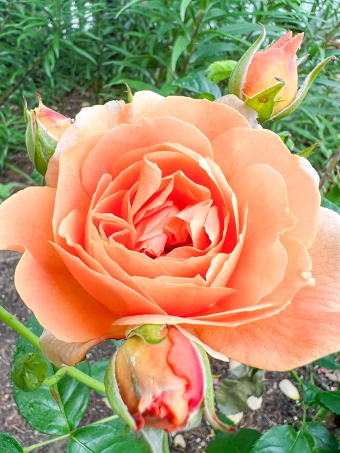 Pollen Allergies. This June 3, 2023, image provided by Jessica Damiano shows a rose bush in bloom. Roses are among the flowers least likely to cause seasonal allergy symptoms.  Credit: Jessica Damiano via AP