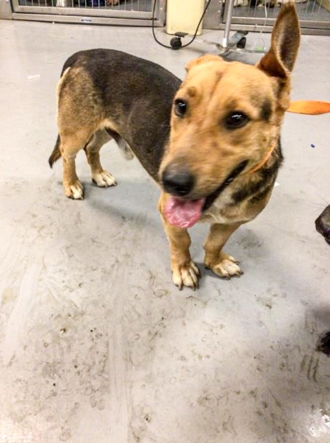 No-Kill. Salt, a Shepard mix, at the San Jacinto Animal Shelter. RCDAS