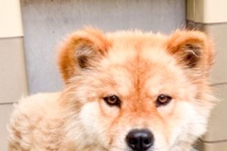 3 year old, 41 pound Chow Chow, named Zara at the Western Riverside County Animal Shelter in Jurupa Valley Credit: RCDAS