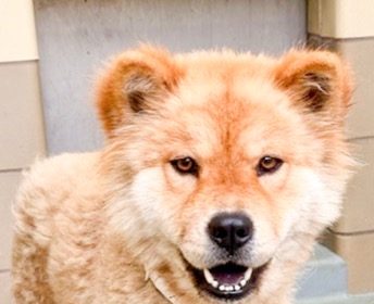 3 year old, 41 pound Chow Chow, named Zara at the Western Riverside County Animal Shelter in Jurupa Valley Credit: RCDAS